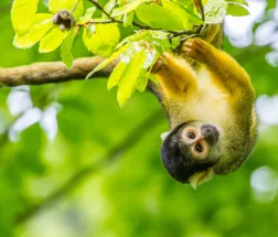 Affenpark Apenheul Totenkopfäffchen hängt an Ast und schaut in die Kamera