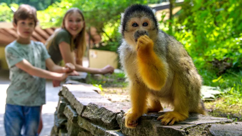 Freilaufender Totenkopfaffe mit zwei Kinder