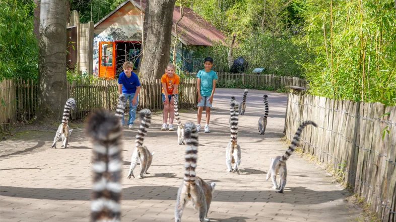 Kinder mit freilaufenden Kattas