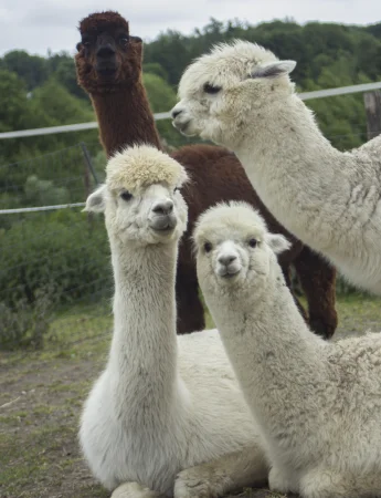 Gruppe Alpakas, 3 weiß sitzend, ein braunes dahinter stehend