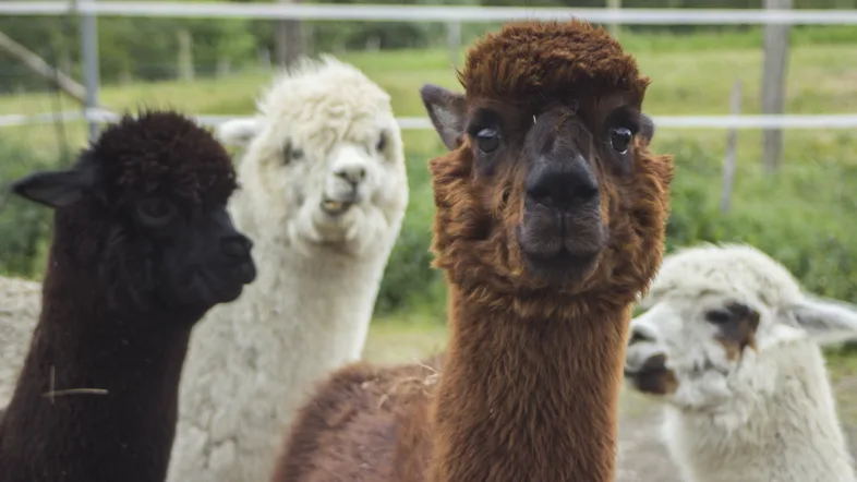 Gruppe von unterschiedlich farbigen alpakas