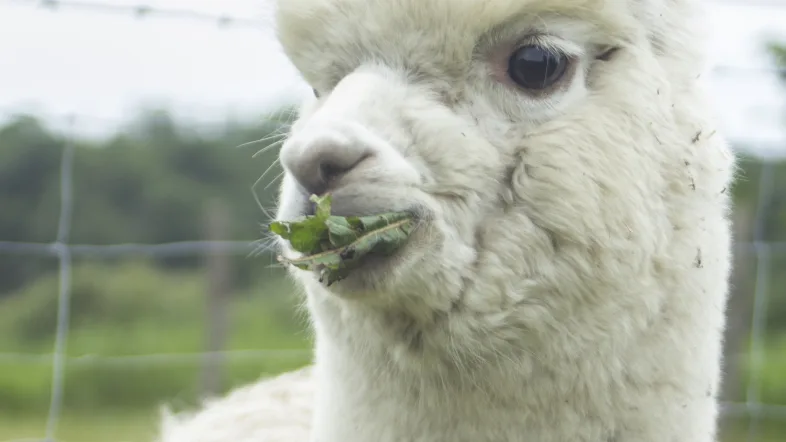 weißes Alpaka kauend