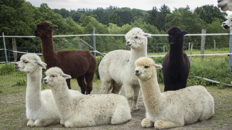 6 Alpakas 3 sitzend und 3 stehend unterschiedlicher Farben