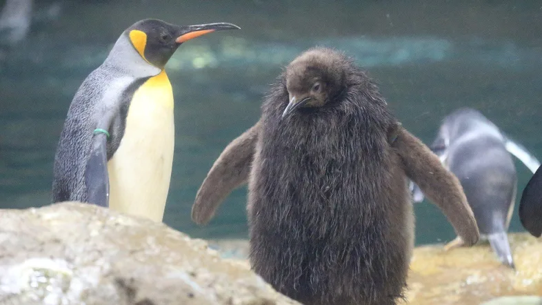 Pinguine im Grünen Zoo Wuppertal vor natürlicher Wasser- und Felsenanlage.