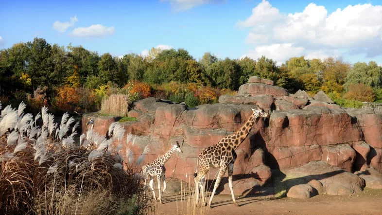 GaiaZoo zwei Giraffen laufen durch einen savannenähnliche Kulisse