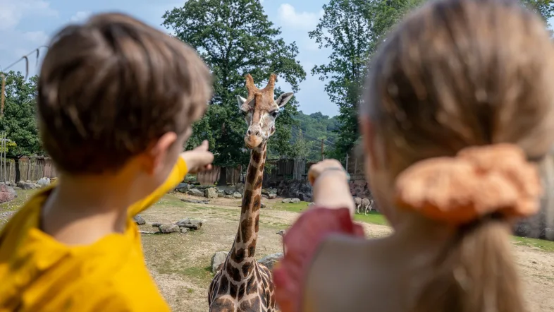 Gaia Zoo Kinder im Vordergrund stehen mit Rücken zur Kamera und schauen auf Giraffe
