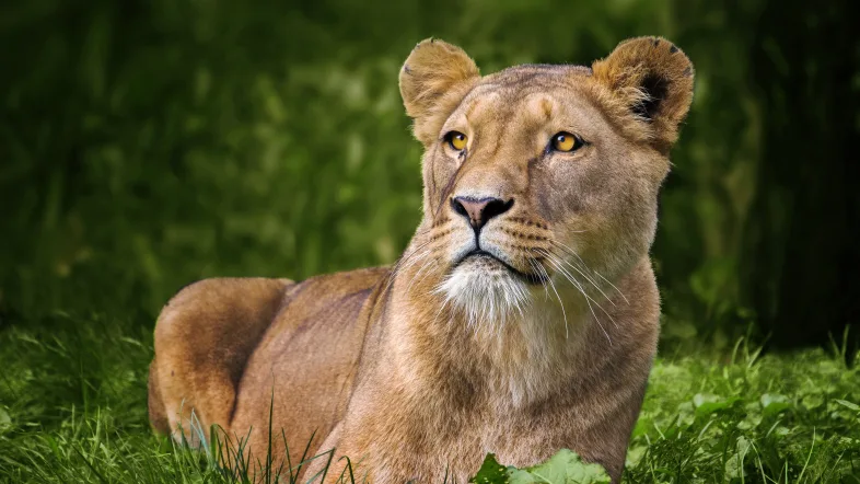 Gaia Zoo Löwin schaut in die Ferne