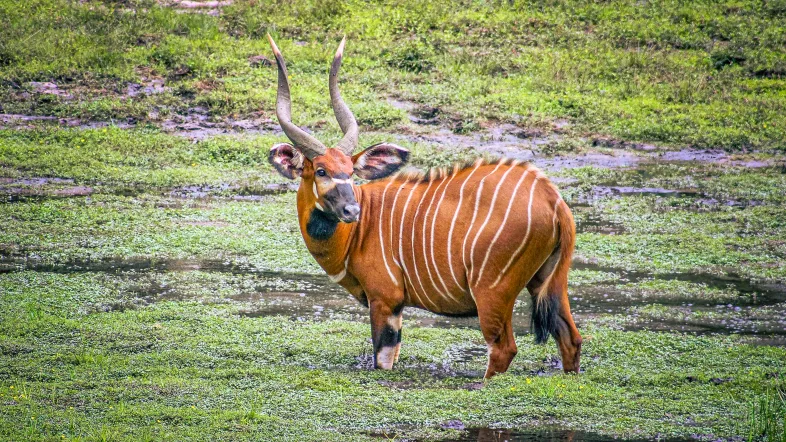 Bongo in waterbewerkt