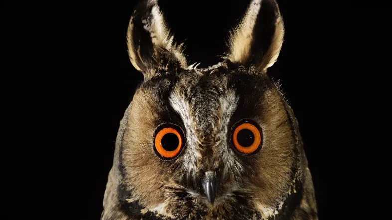 Ein Kauz schaut dich mit großen Augen an auf dunklem Hintergrund