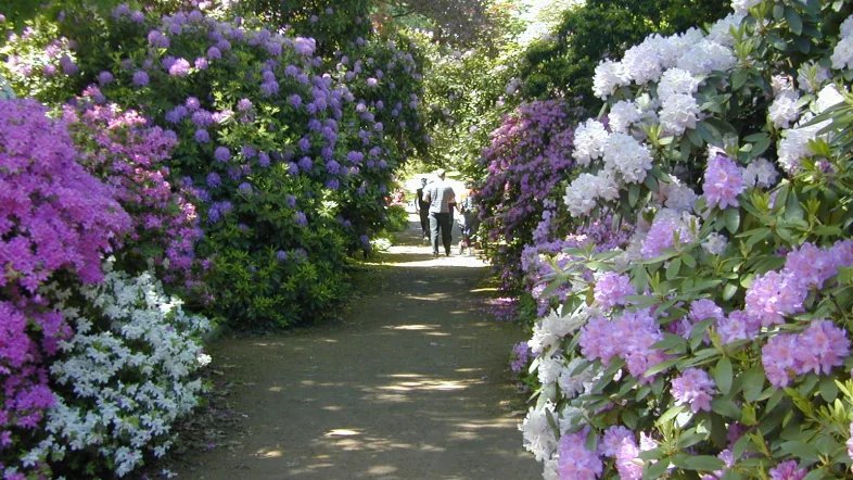 Blühender Rhododendron-Strauch im Grugapark Essen