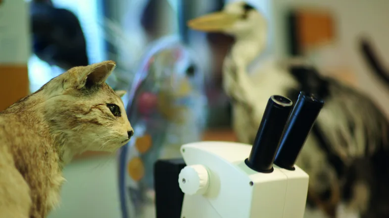 Katze im Labor des Haus Ruhrnatur in Mülheim.