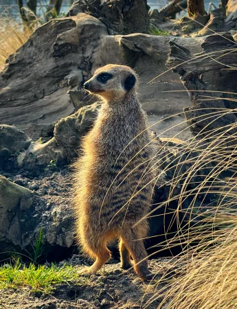 Erdmännchen im Kalisto Tierpark Kamp-Lintfort, aufmerksam auf einem Stein stehend.