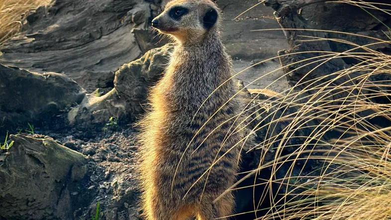 Erdmännchen im Kalisto Tierpark Kamp-Lintfort, aufmerksam auf einem Stein stehend.