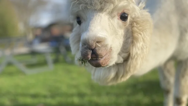 Lama im Kalisto Tierpark Kamp-Lintfort auf einer grünen Wiese.