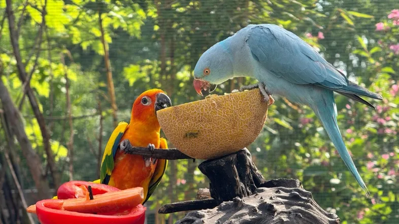 Bunte Papageien im Kalisto Tierpark Kamp-Lintfort auf Ästen sitzend.