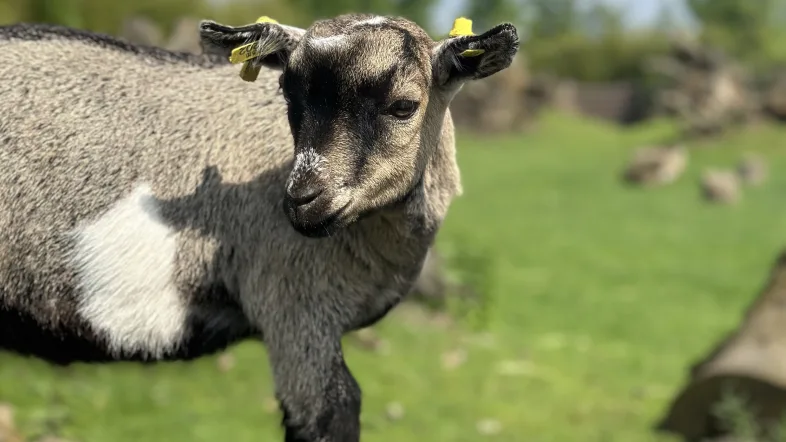 Ziege im Tierpark Kamp-Lintfort auf einer Wiese