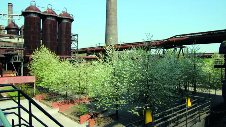 Baumgruppe mit dichtem Laub im Landschaftspark Duisburg-Nord.