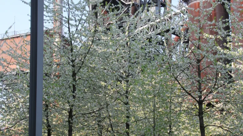Bäume und grüne Natur im Landschaftspark Duisburg-Nord.