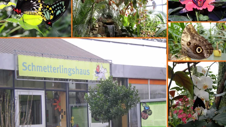 Tropische Schmetterlinge im Schmetterlingshaus des Maximilianparks Hamm zwischen Pflanzen.