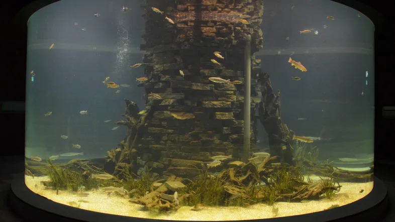 Aquarium im Naturmuseum Dortmund.