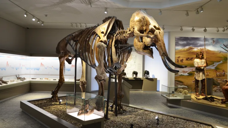 Skelett eines Mammuts im Naturmuseum Dortmund.