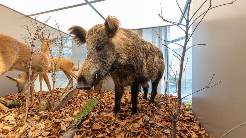 Wildschwein im Naturmuseum Dortmund.