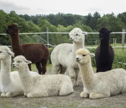 6 Alpakas 3 sitzend und 3 stehend unterschiedlicher Farben