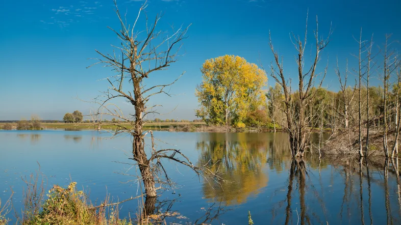 Auenlandschaft mit Wasser