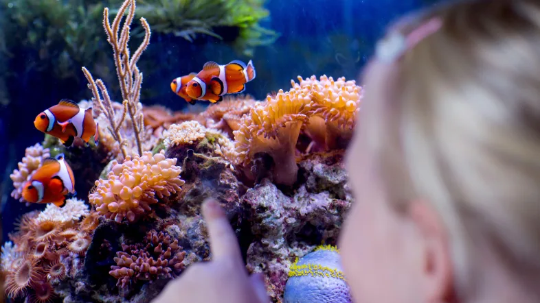 Clownfische schwimmen zwischen Anemonen im Sealife Oberhausen.