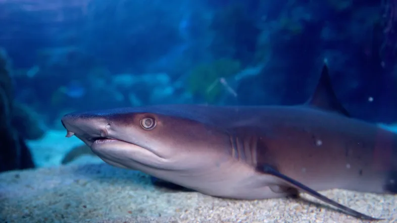 Hai schwimmt imposant im Aquarium des Sealife Oberhausen.