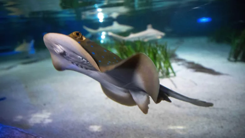 Rochen gleitet elegant durch das Wasser im Sealife Oberhausen.