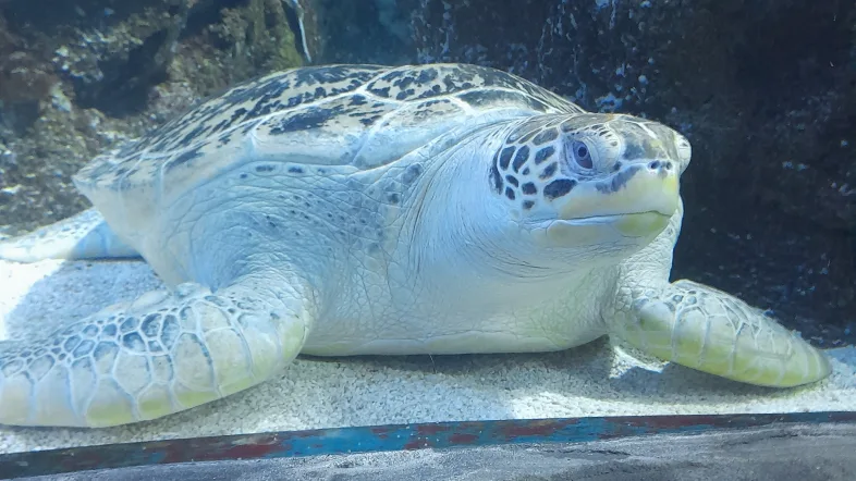 Schildkröte sitzt im Aquarium im Sealife Oberhausen.