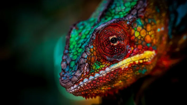 Nahaufnahme eines Chamäleons im TerraZoo Rheinberg mit deutlich sichtbaren Schuppen und auffälligem Auge.