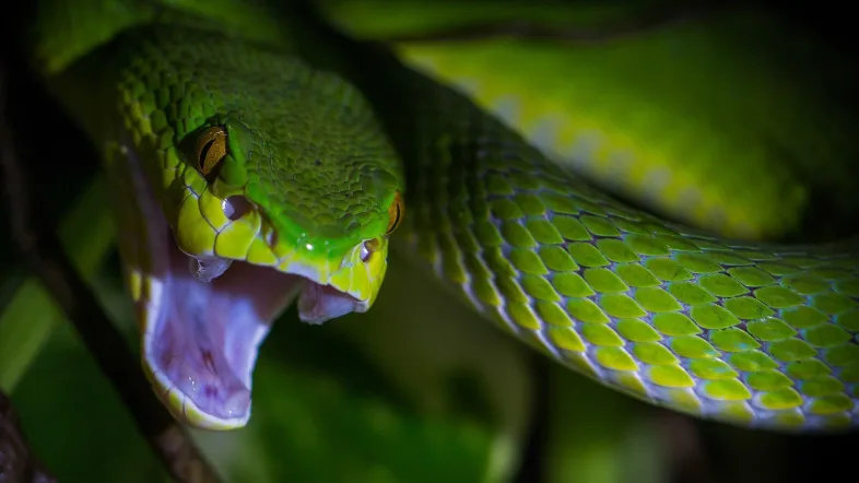 Nahaufnahme einer leuchtend grünen Schlange im TerraZoo Rheinberg mit Fokus auf Schuppenstruktur und Augen.