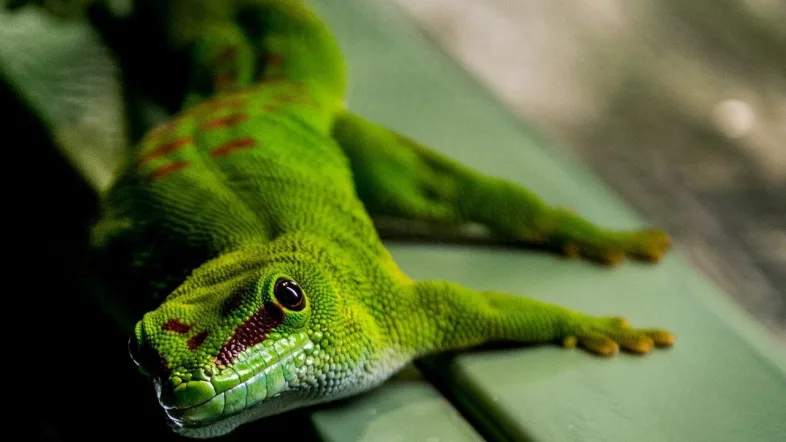 Leguan im TerraZoo Rheinberg liegt entspannt auf einem Ast unter einer Wärmelampe.