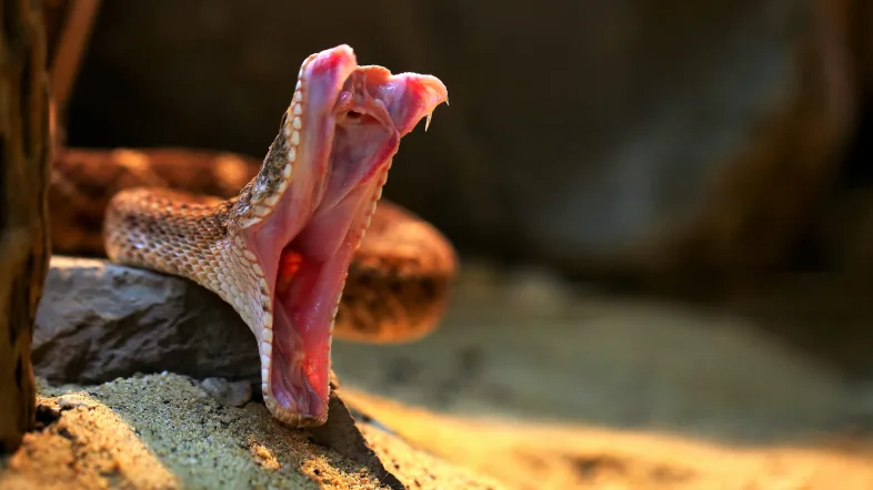 Schlange im TerraZoo Rheinberg, in ihrem Terrarium unter natürlicher Beleuchtung.
