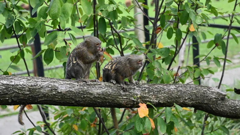 Die Zwergseidenaeffchen im Tiergarten Kleve auf einem Ast.