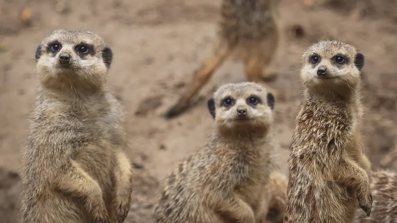 Erdmaennchen im Tiergarten Kleve