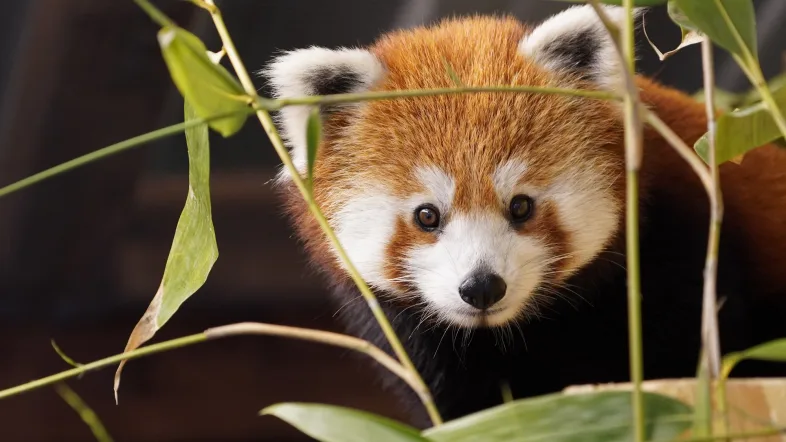 Roter Panda im Tiergarten Kleve