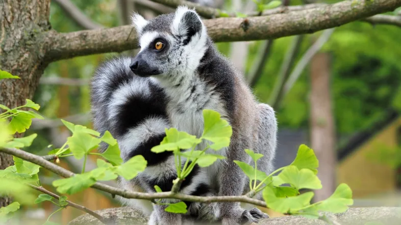Ein Lemur sitzt auf einem Baum im Tierpark Hamm und blickt aufmerksam in die Umgebung.