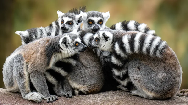 Kattas im Tierpark Hamm