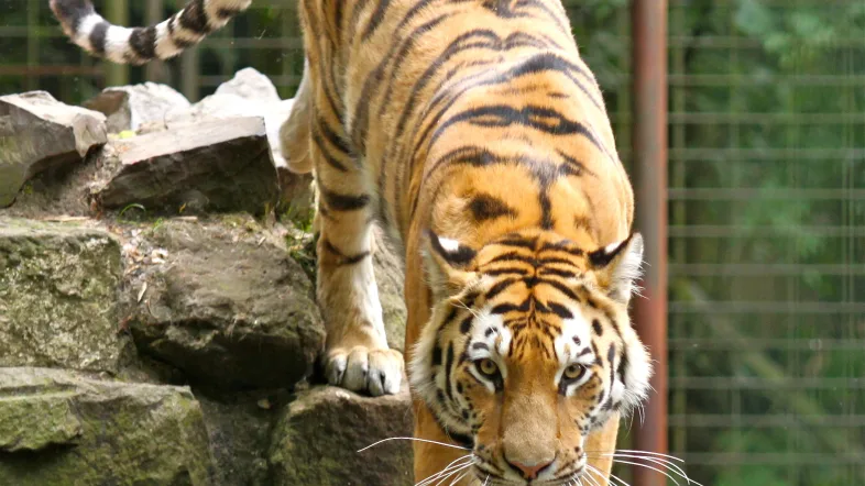 Tiger im Tierpark Hamm
