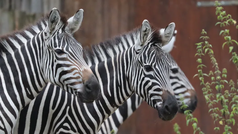 Zebras im Tierpark Hamm
