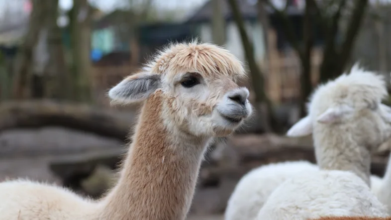 Alpaka im Tierpark Hamm