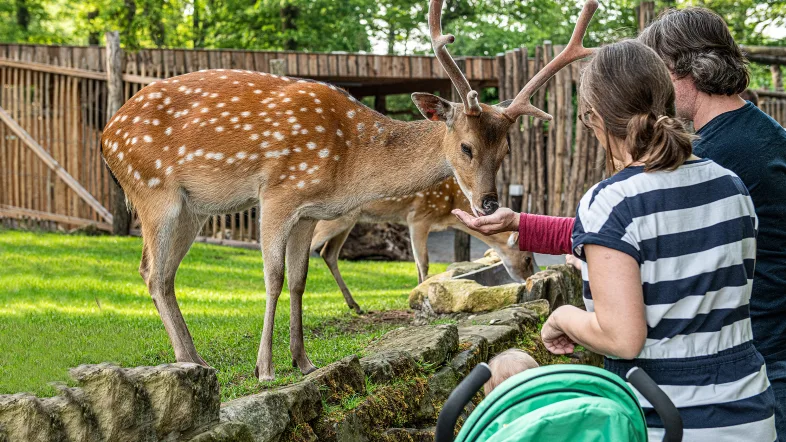 Menschen füttern Vietnam Sikahirschen.