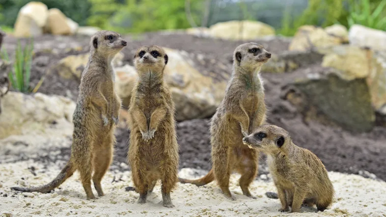 Erdmännchen im Gehege.