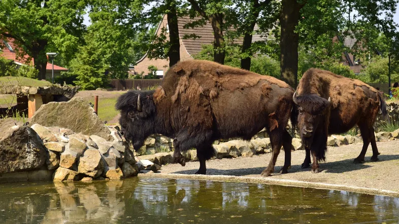 Waldbisons im Gehege.