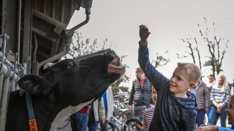 Kuh als Teil der Station bei der Tour de Buur in Dorsten.