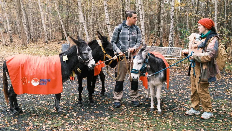 Zwei Personen mit drei Eseln beim Urban Hike im Wald