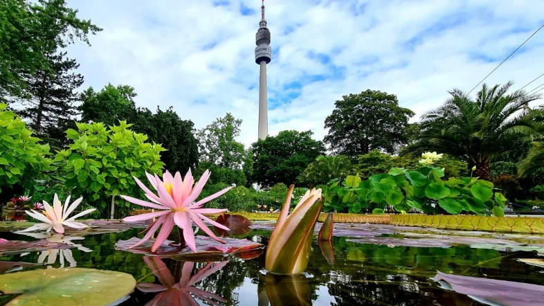 Blick auf den idyllischen Rosenteich im Westfalenpark Dortmund, umgeben von blühenden Rosen und Grünflächen.